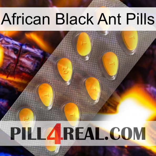 African Black Ant Pills cialis1.jpg